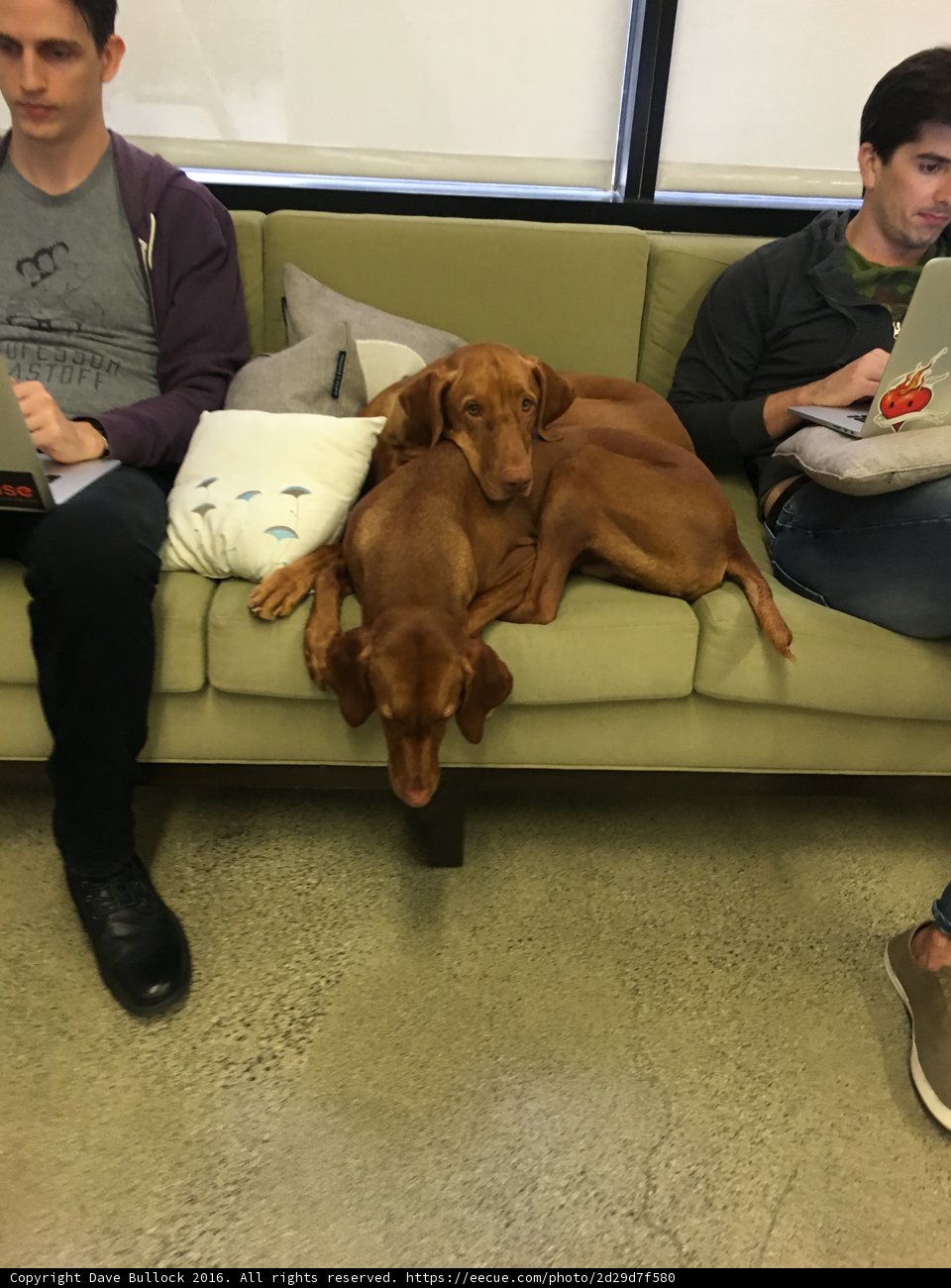 Dog Days on the Couch
