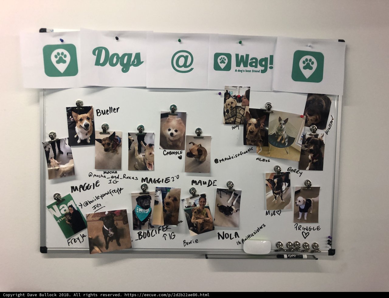 Dogs on Display