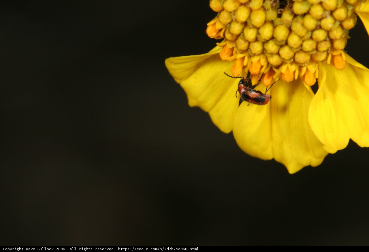 The Buzzing Visitor