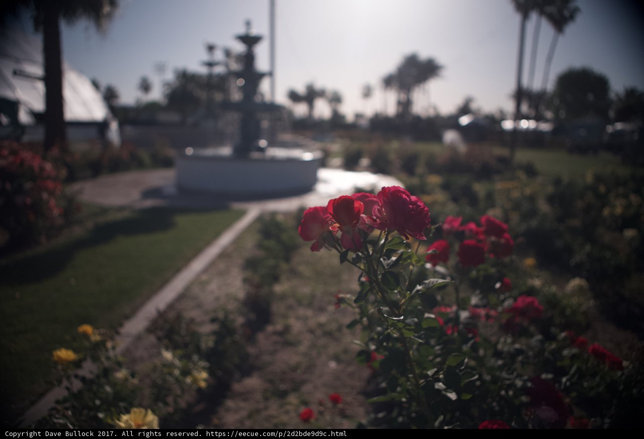 Floral Paradise with Serene Water Fountain