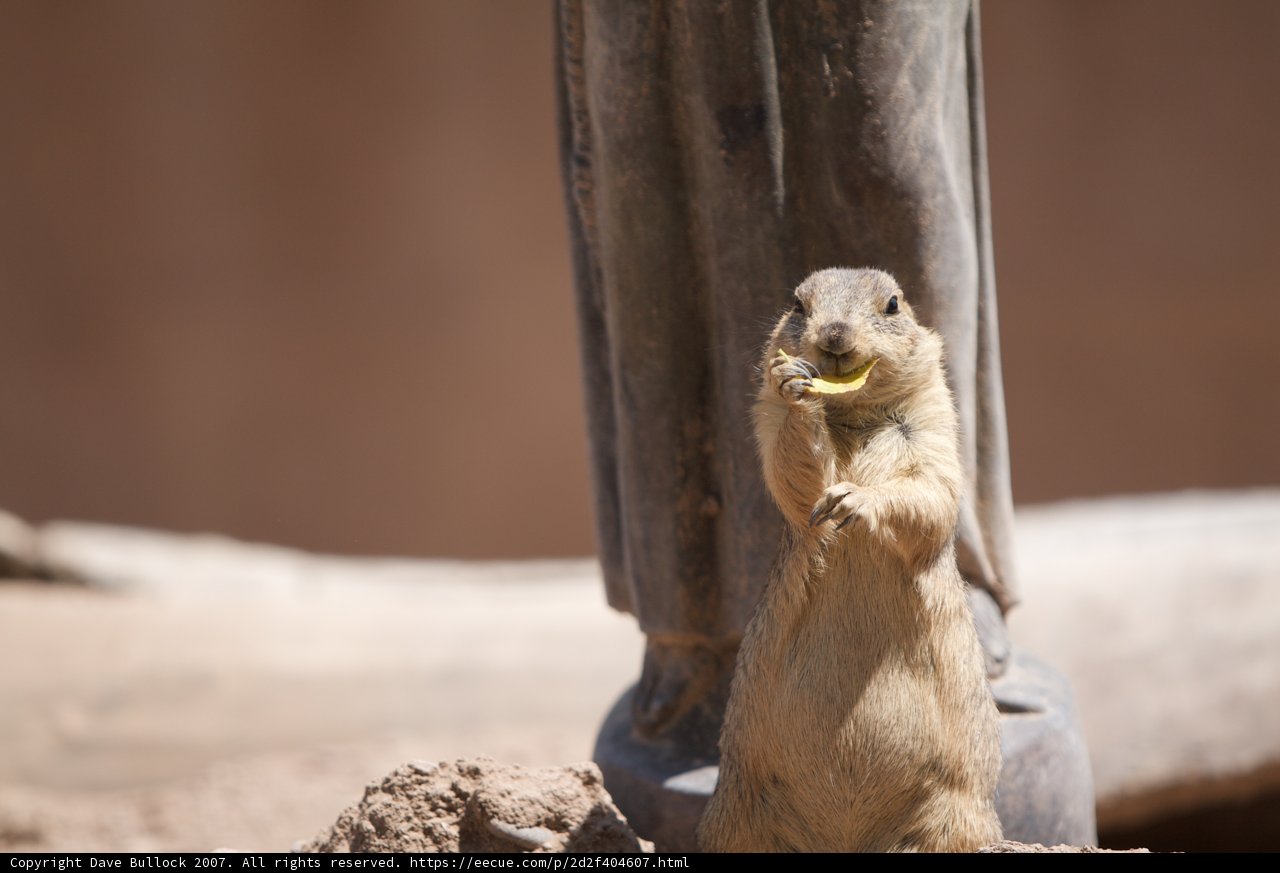 Ground Squirrel Snacks on Banana