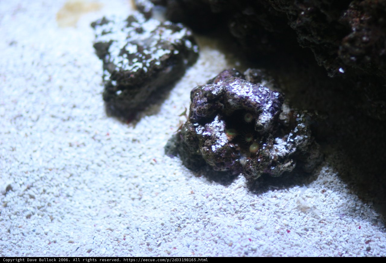 Purple Rock in Coral Reef