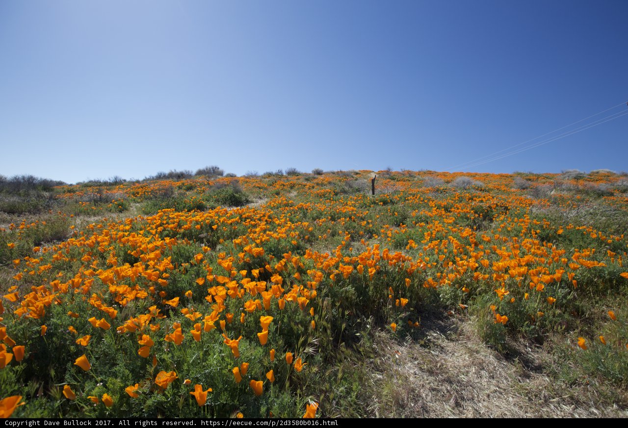 Field of Marigolds