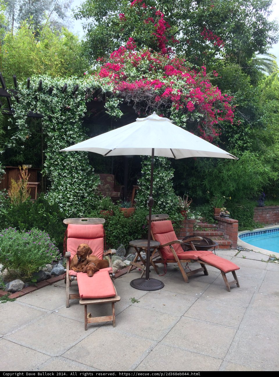 Relaxing by the Pool