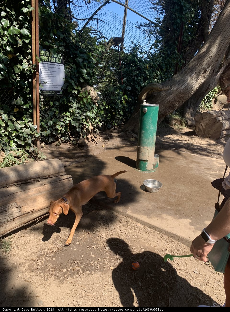 A Leisurely Stroll with Man's Best Friend