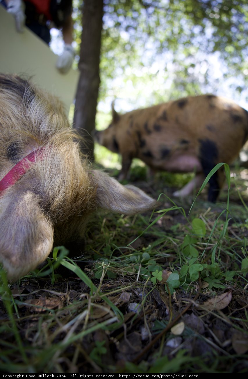 Earth Day Companions – A Pig's Day Out at Alemany Farm