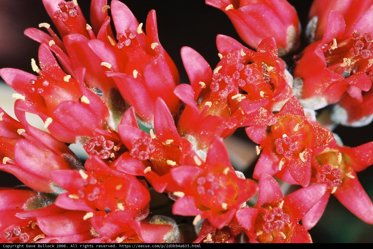 Vibrant Red Flowers with Yellow Centers