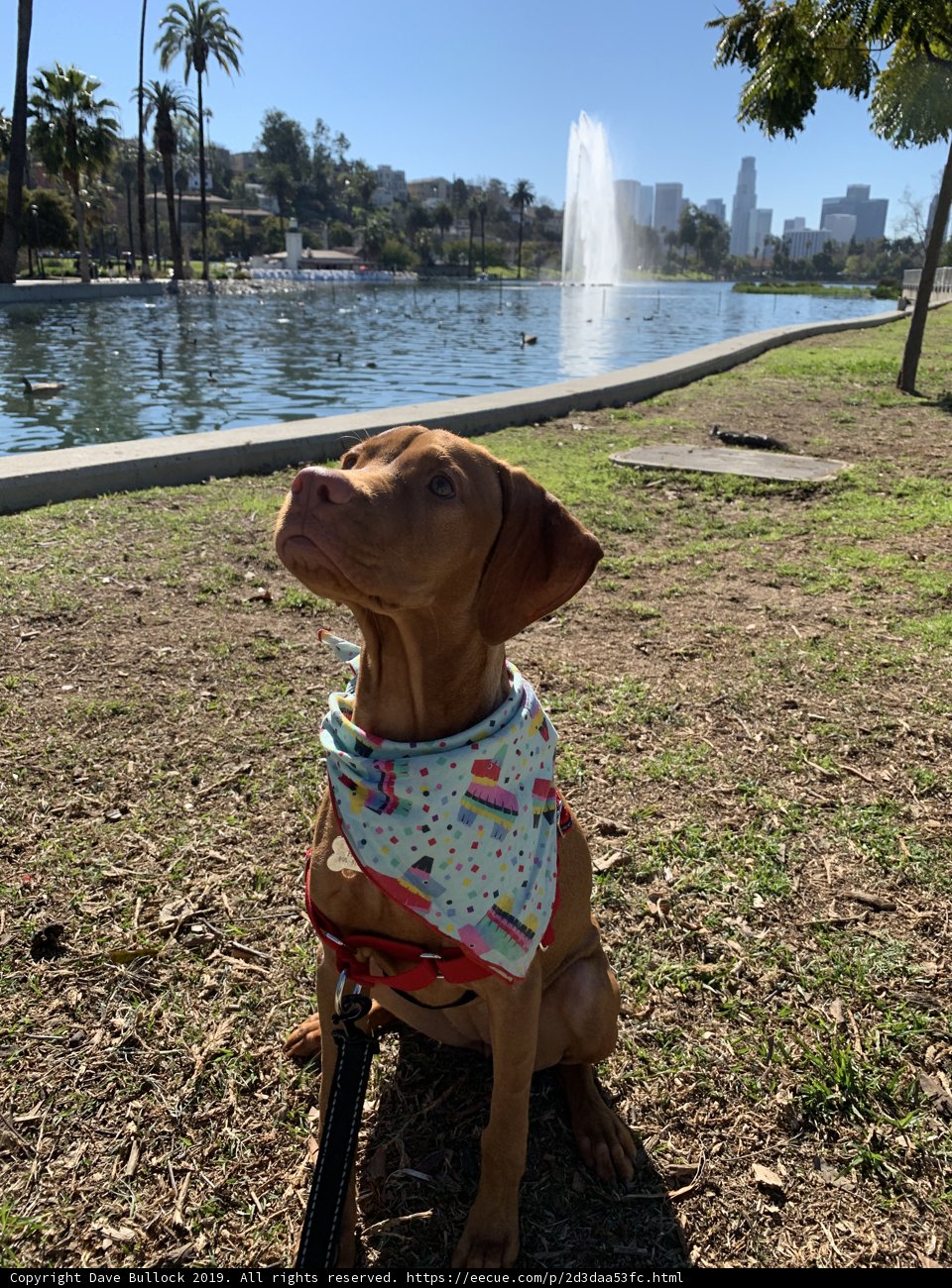 Summer Vibes with My Canine Companion