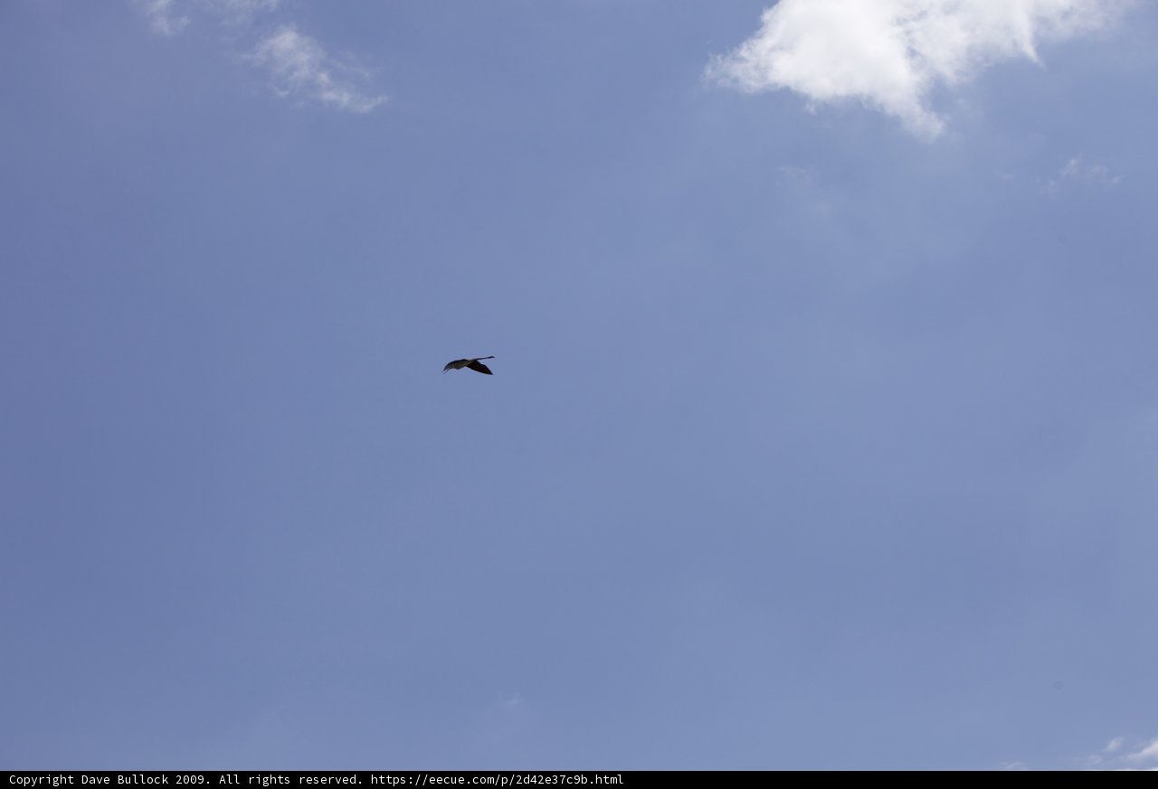 Soaring in the Blue Sky