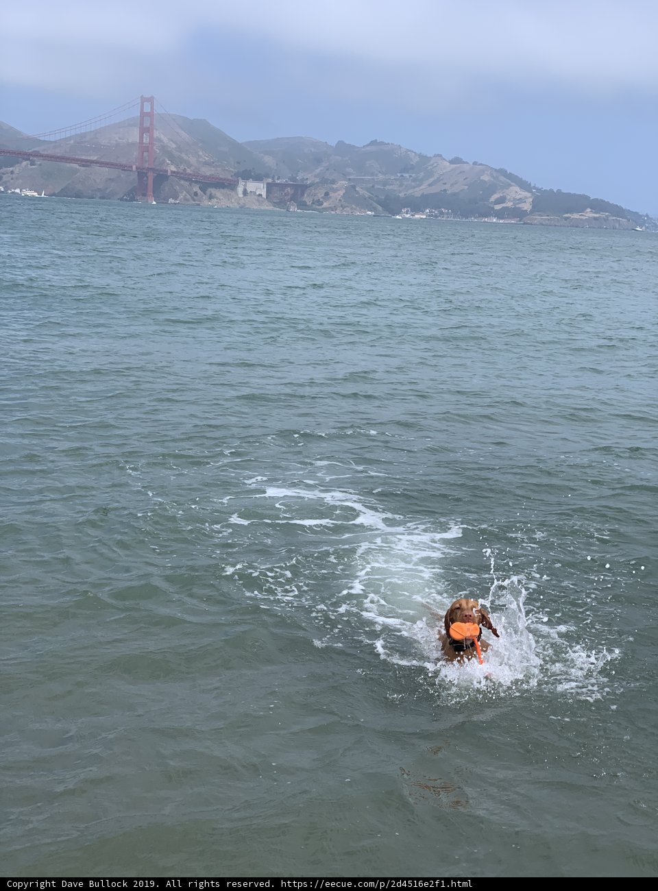 Canine Ocean Adventures