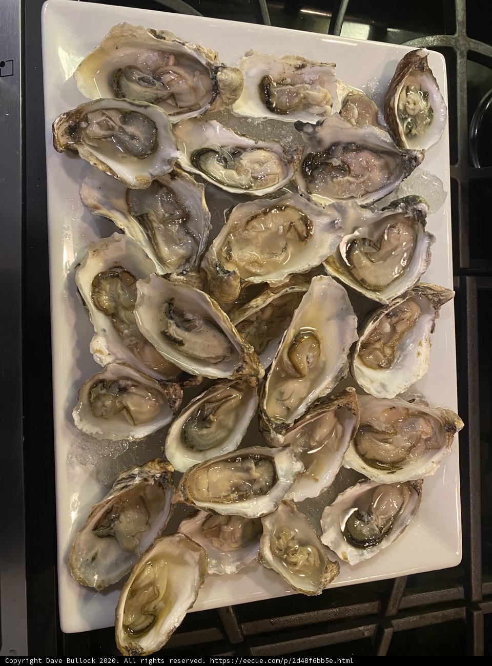Oysters on a Plate