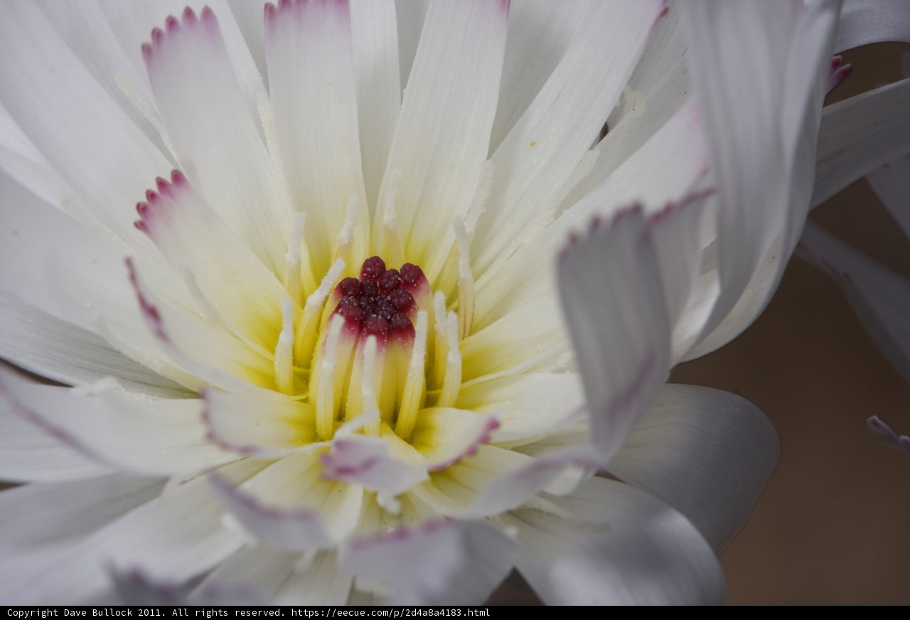 White Flower with Yellow Center