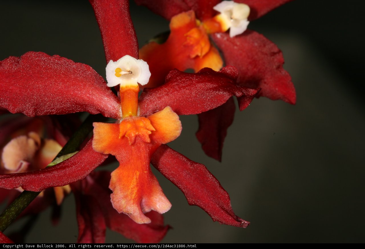 Flowers of Fire: A Vibrant Red Orchid with Orange and Yellow Blooms
