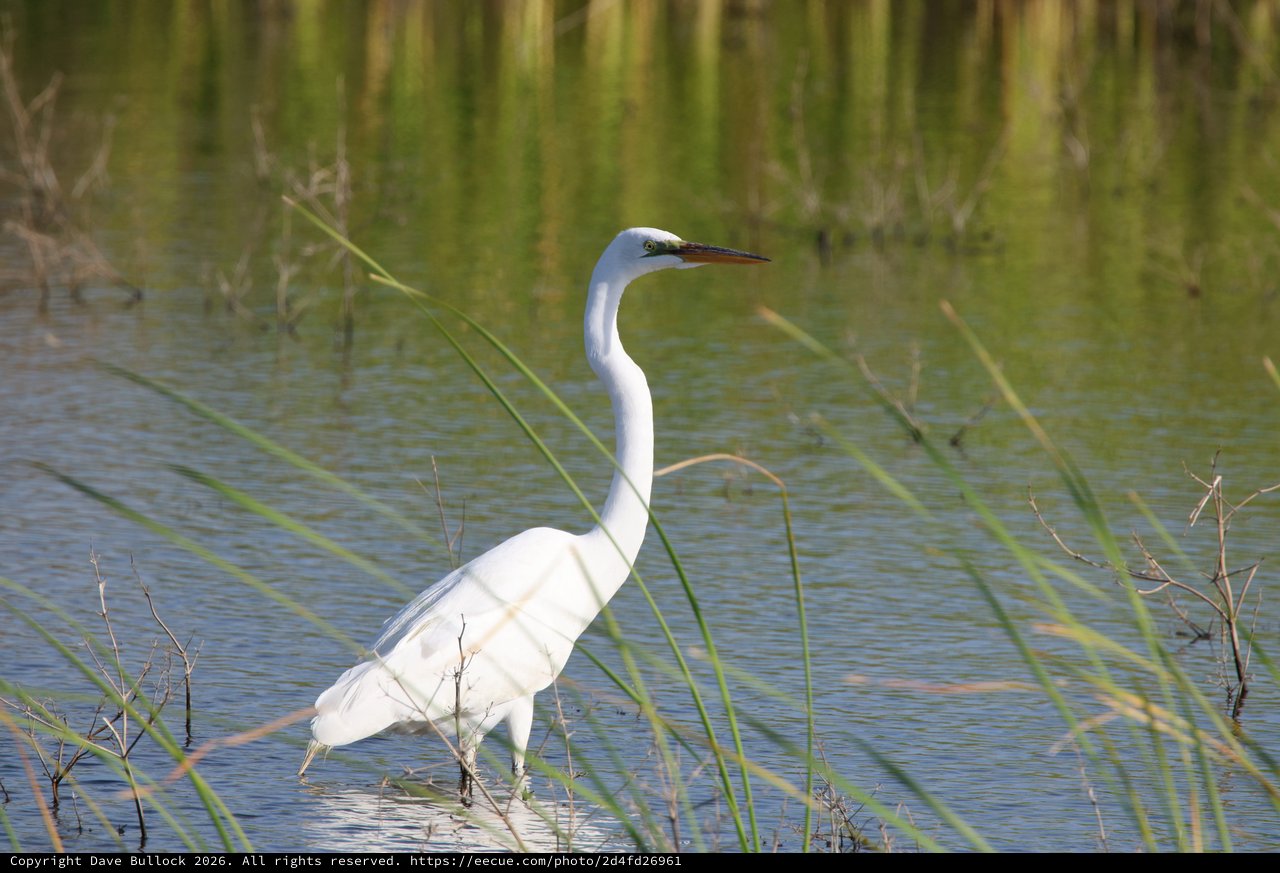 Great Egret Wading in Wetland Shallows