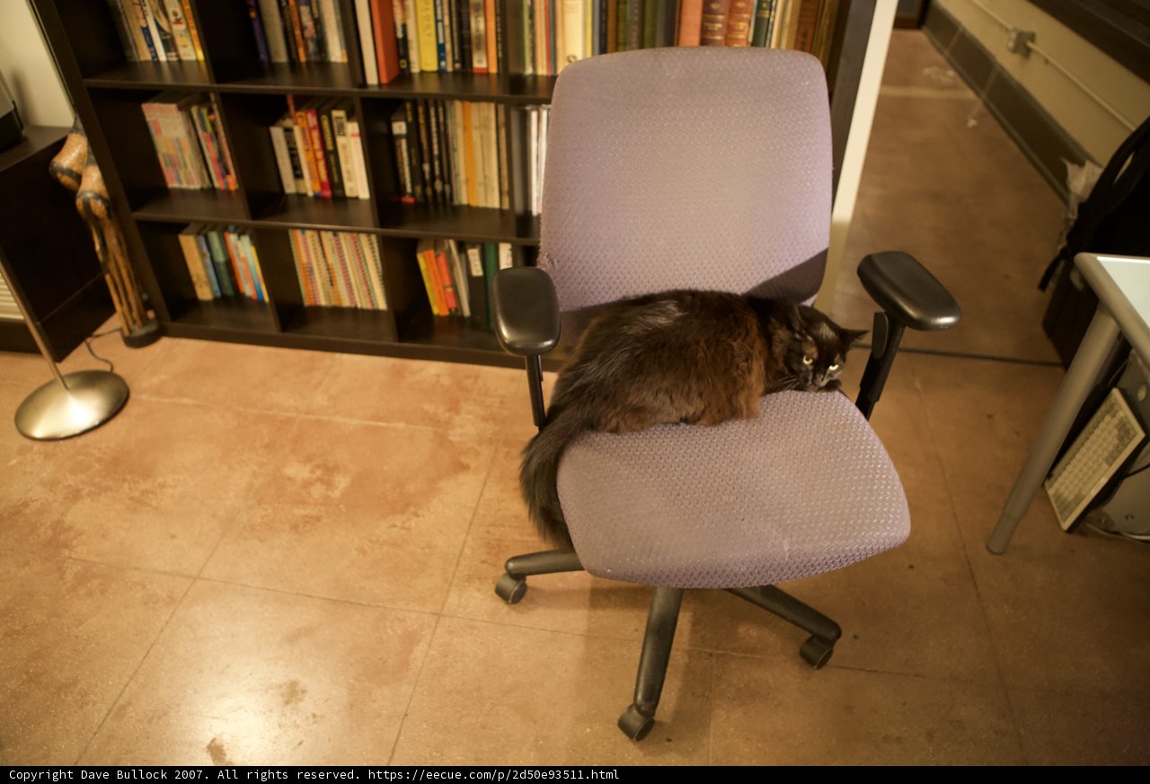 The Bookworm Cat