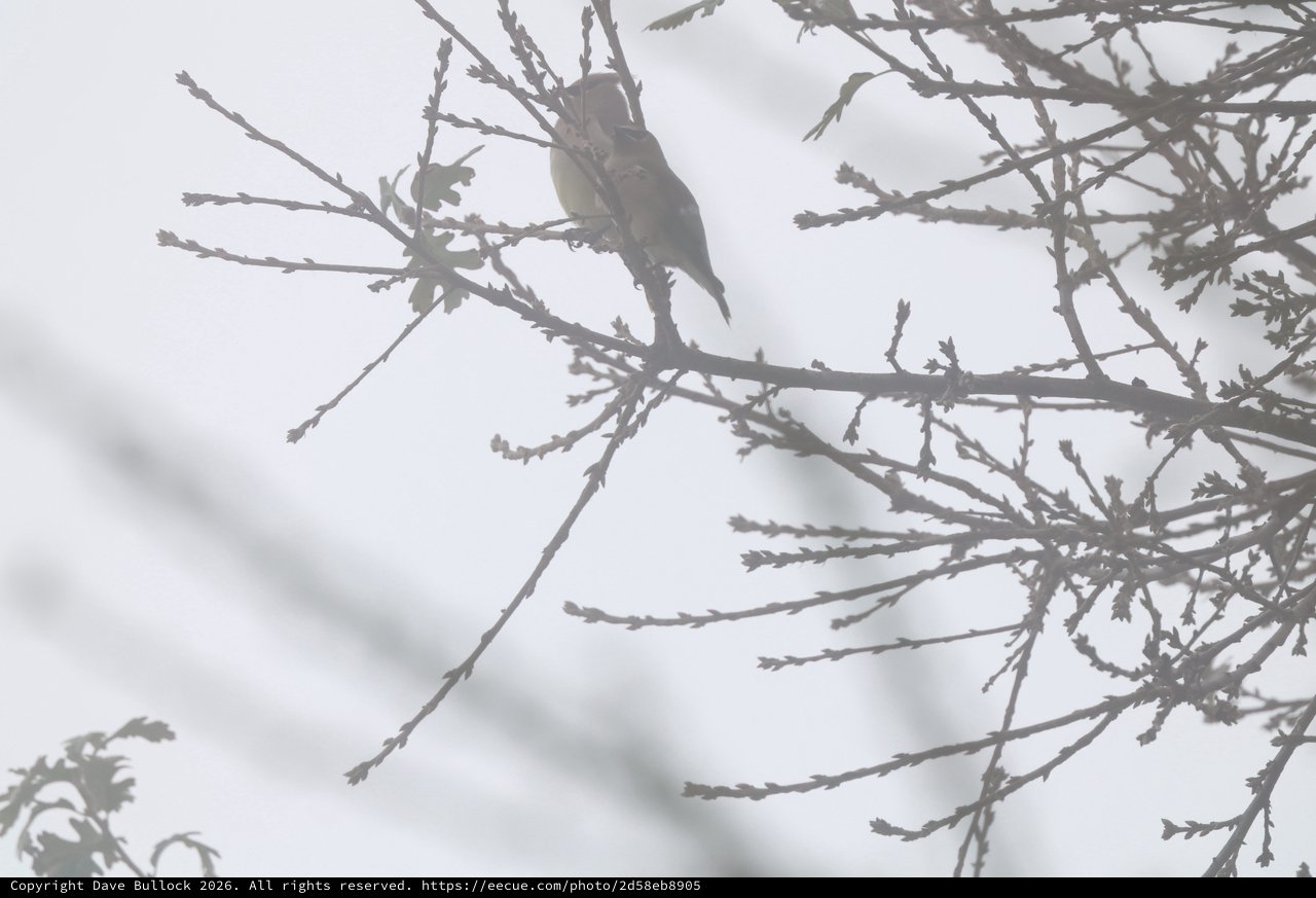 Small Bird Perched on Snowy Cedar Branch in Winter