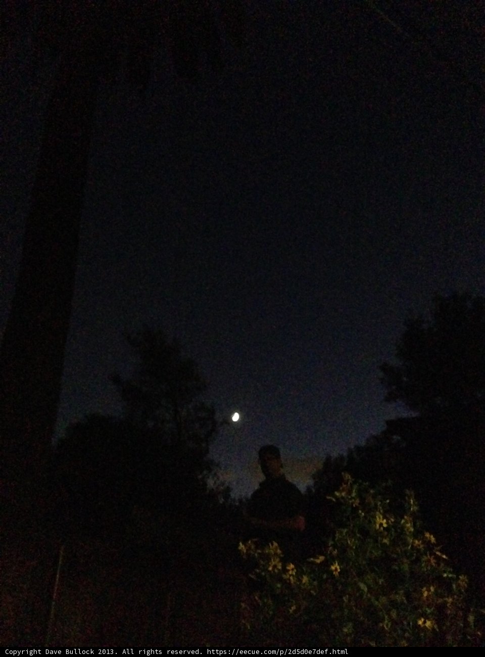 Under the Starry Palm Tree