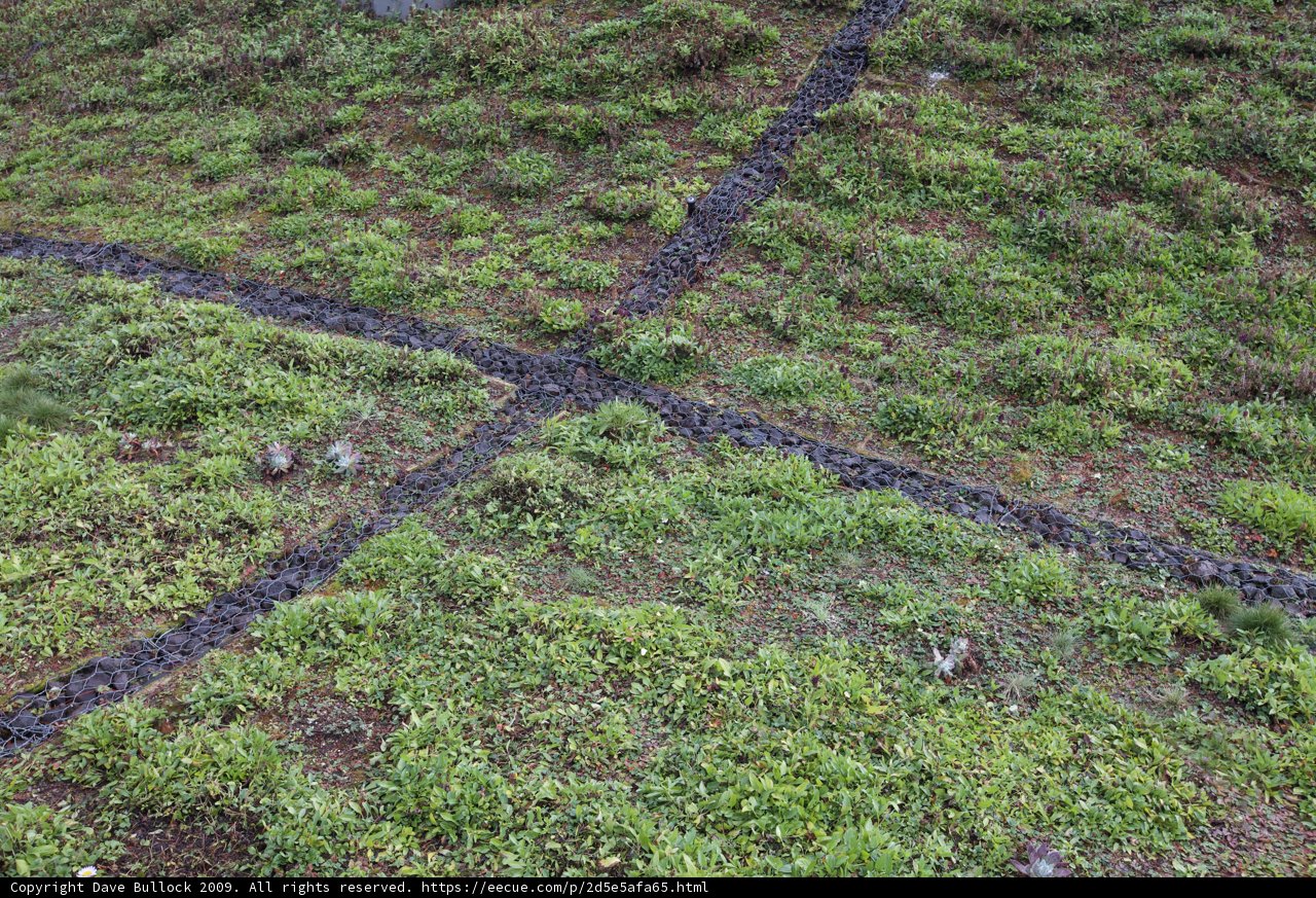 Cross amidst the Grassland