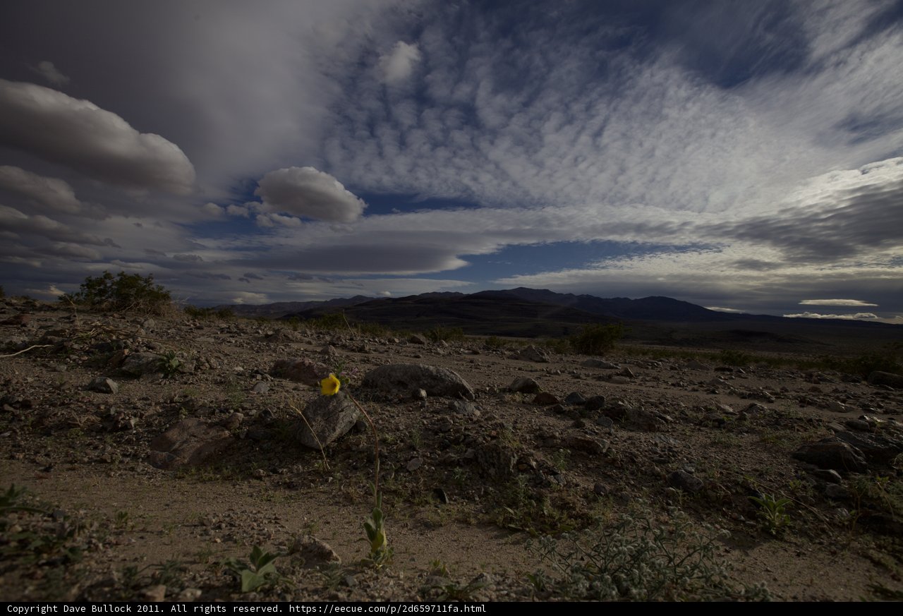 Lone Yellow Flower in the Barren Land