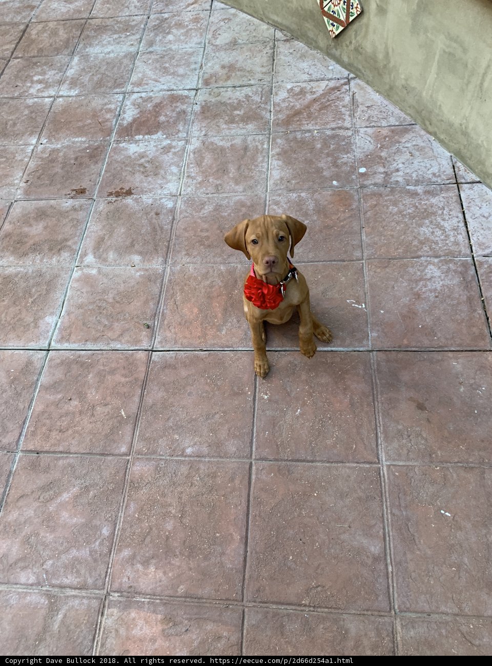 The Canine Tiled Walkway
