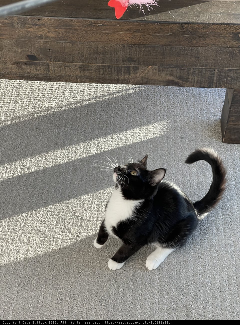 Majestic Manx