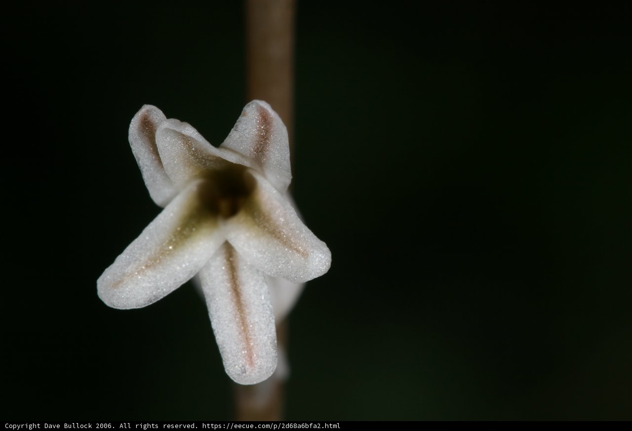 Blooming Beauty