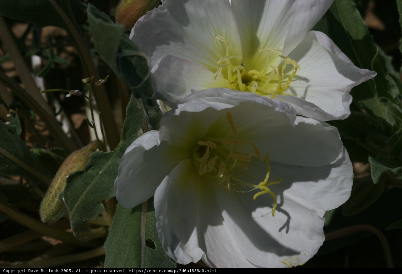Two Beautiful Blooms