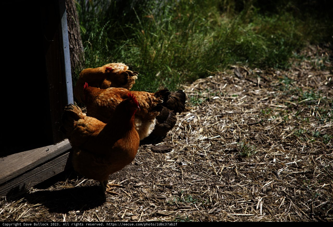 The Curious Chicken Crew