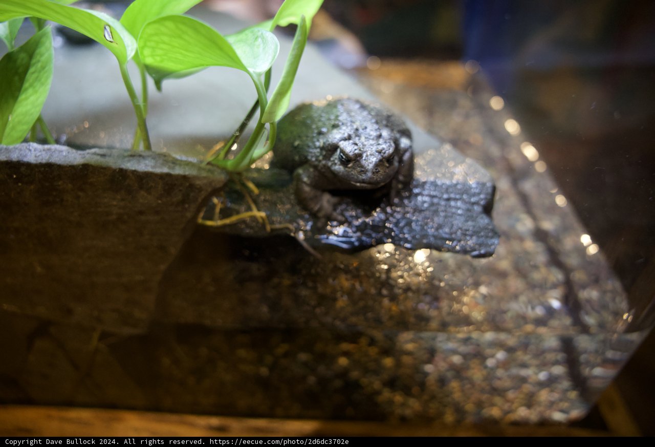 A Serene Moment in the Aquatic Life