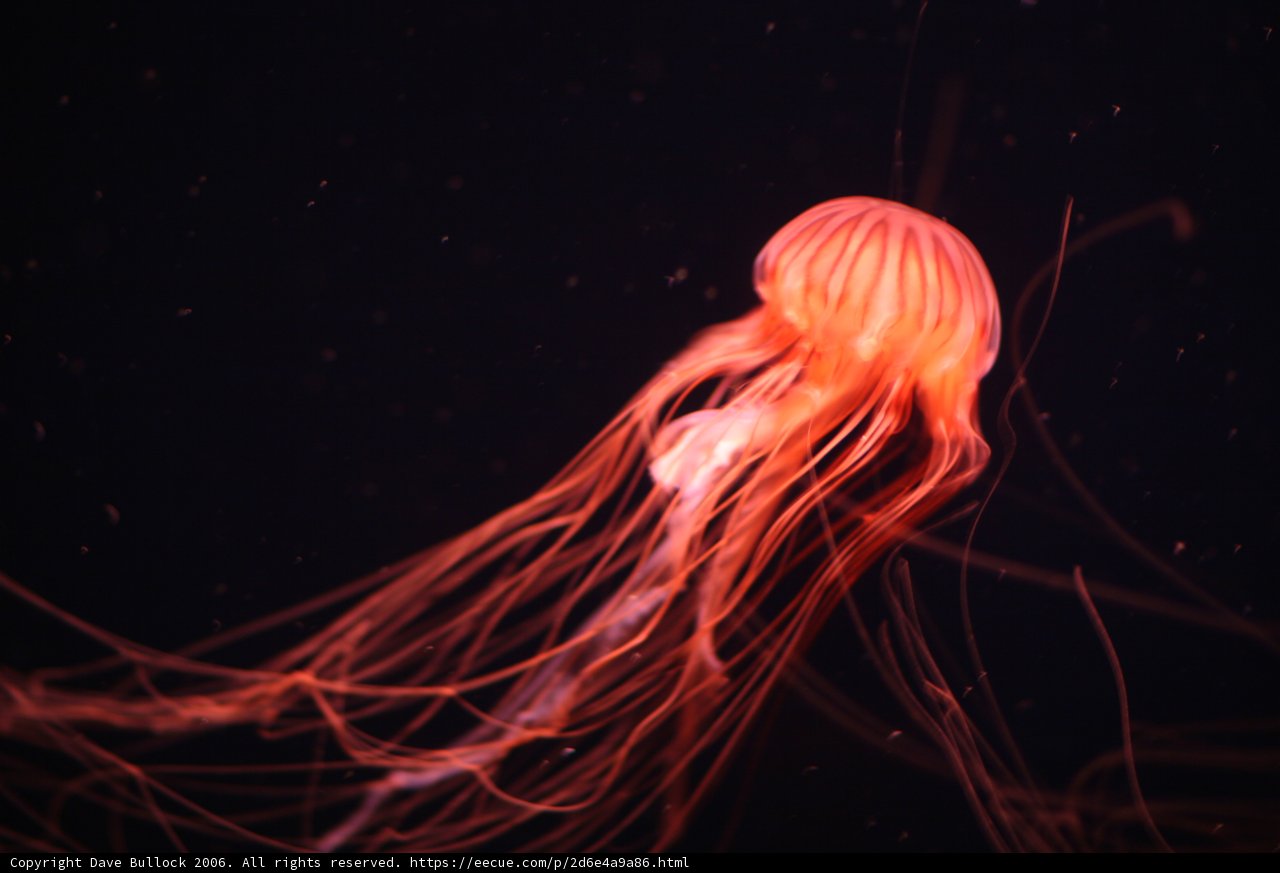 Illuminated Jellyfish in the Dark Depths