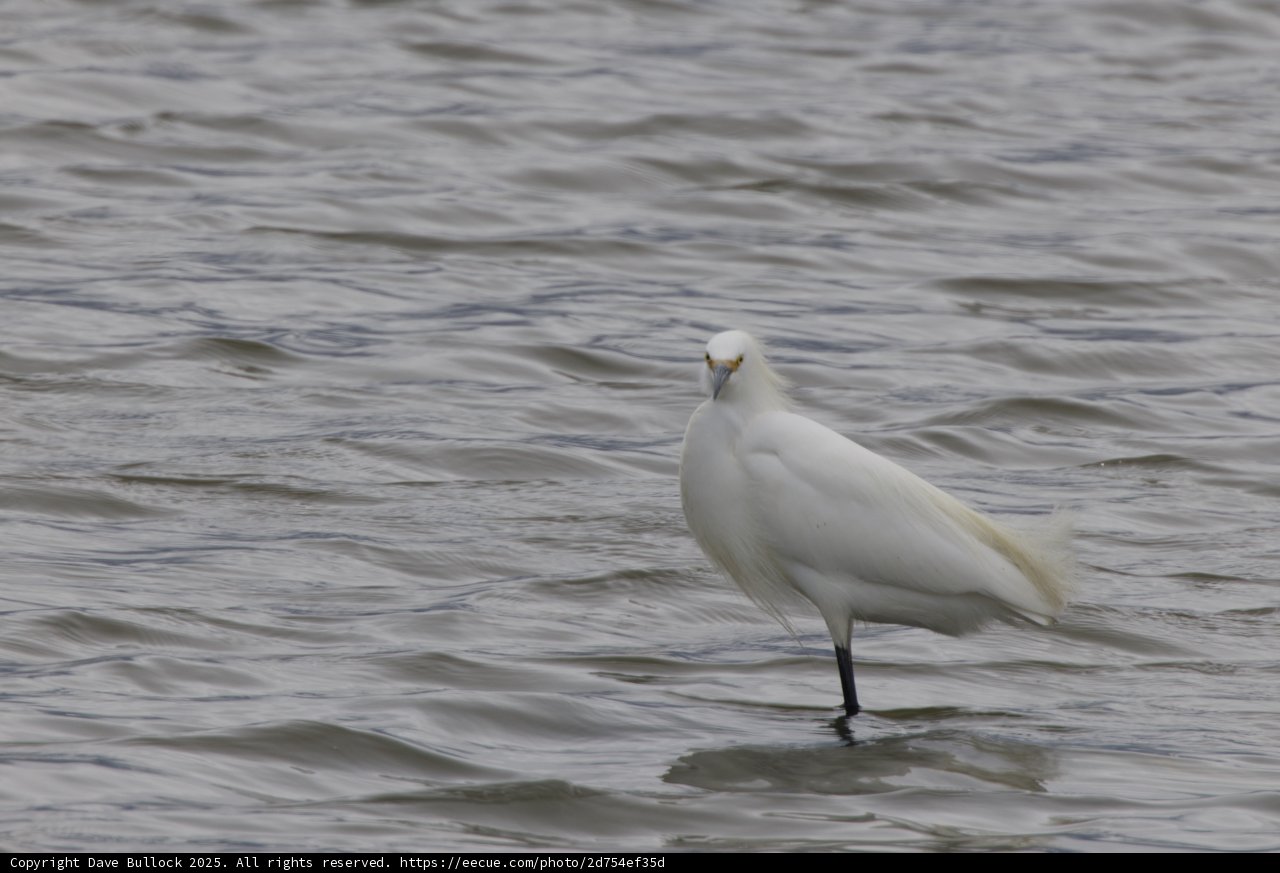Serene Sentinel of the Bay