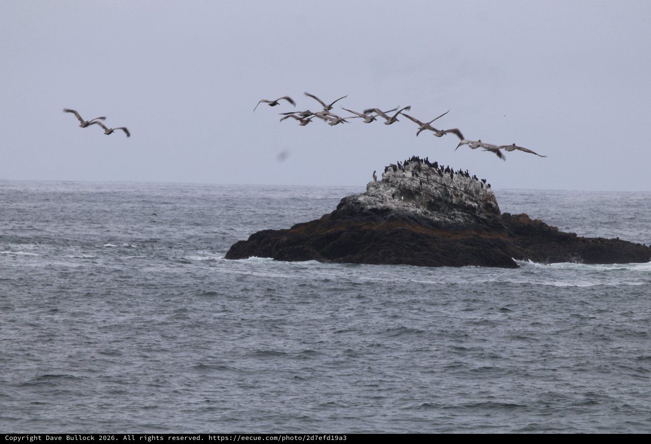 Pelicans Soaring Over Seabird Colony Rock