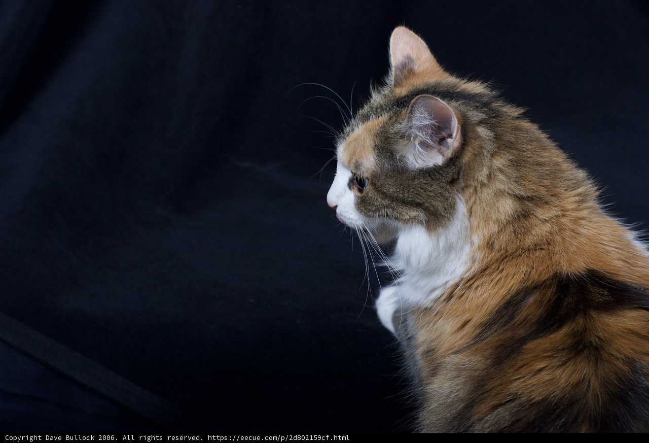 The Majestic Manx
