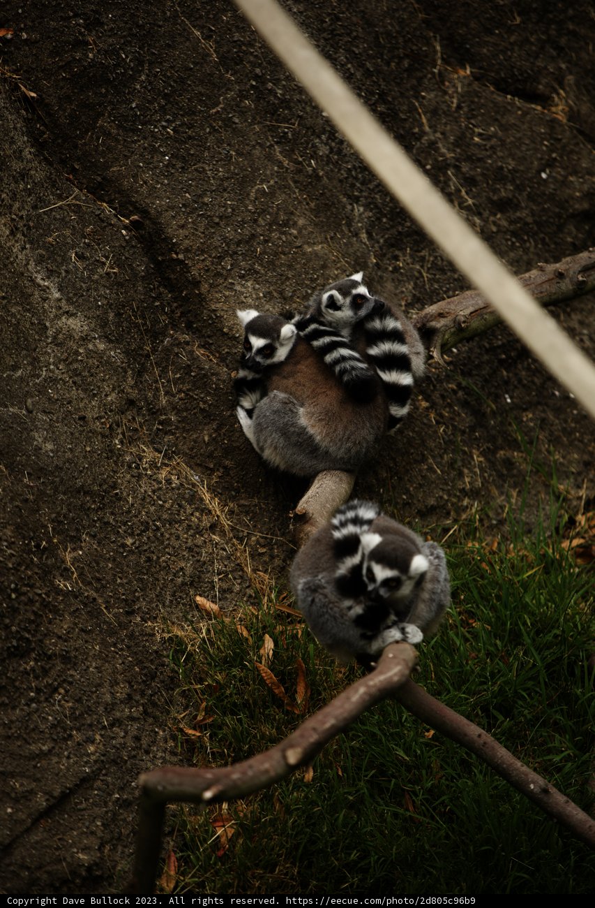 Tranquil Slumber in the Treetops