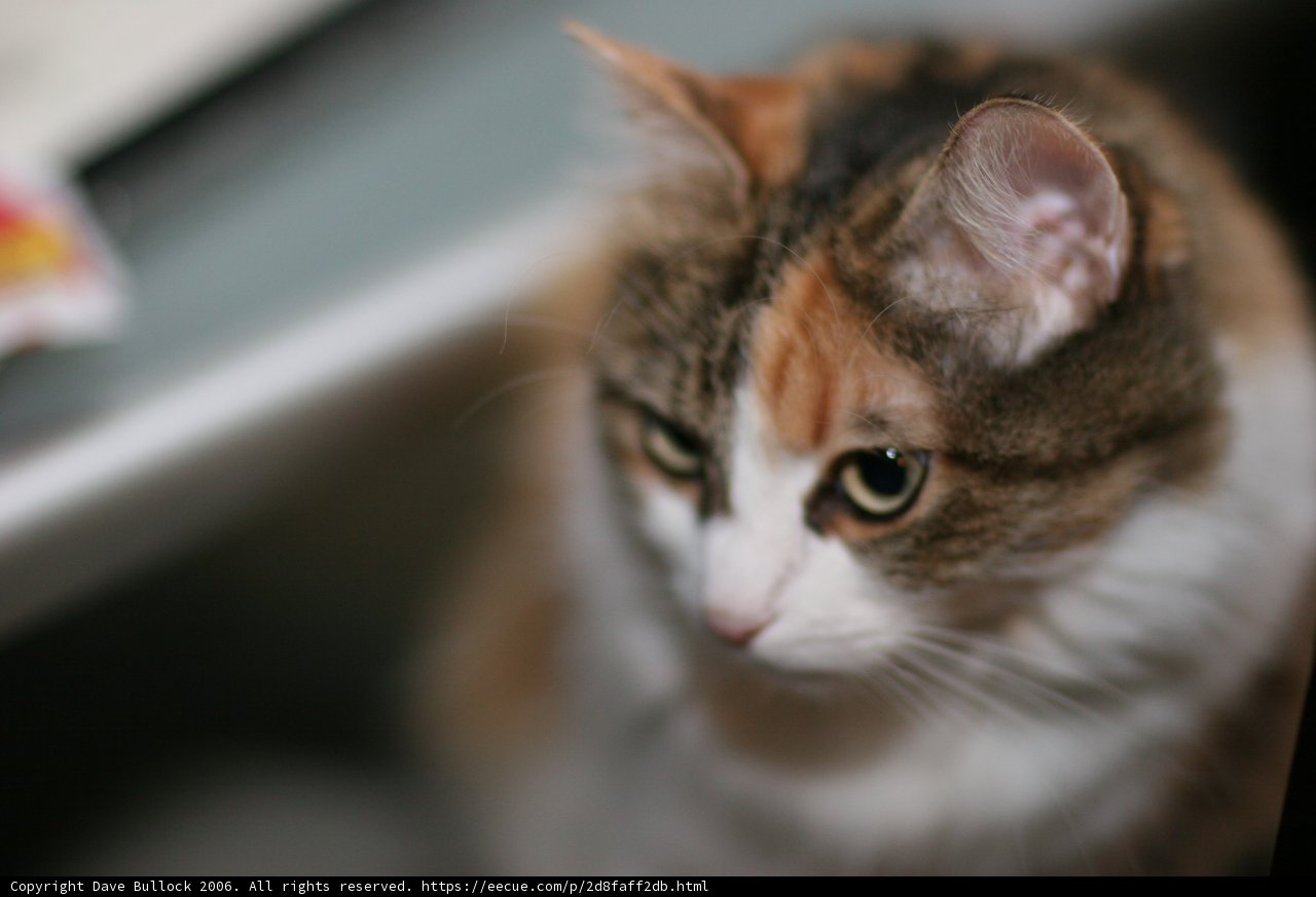 Feline Gaze