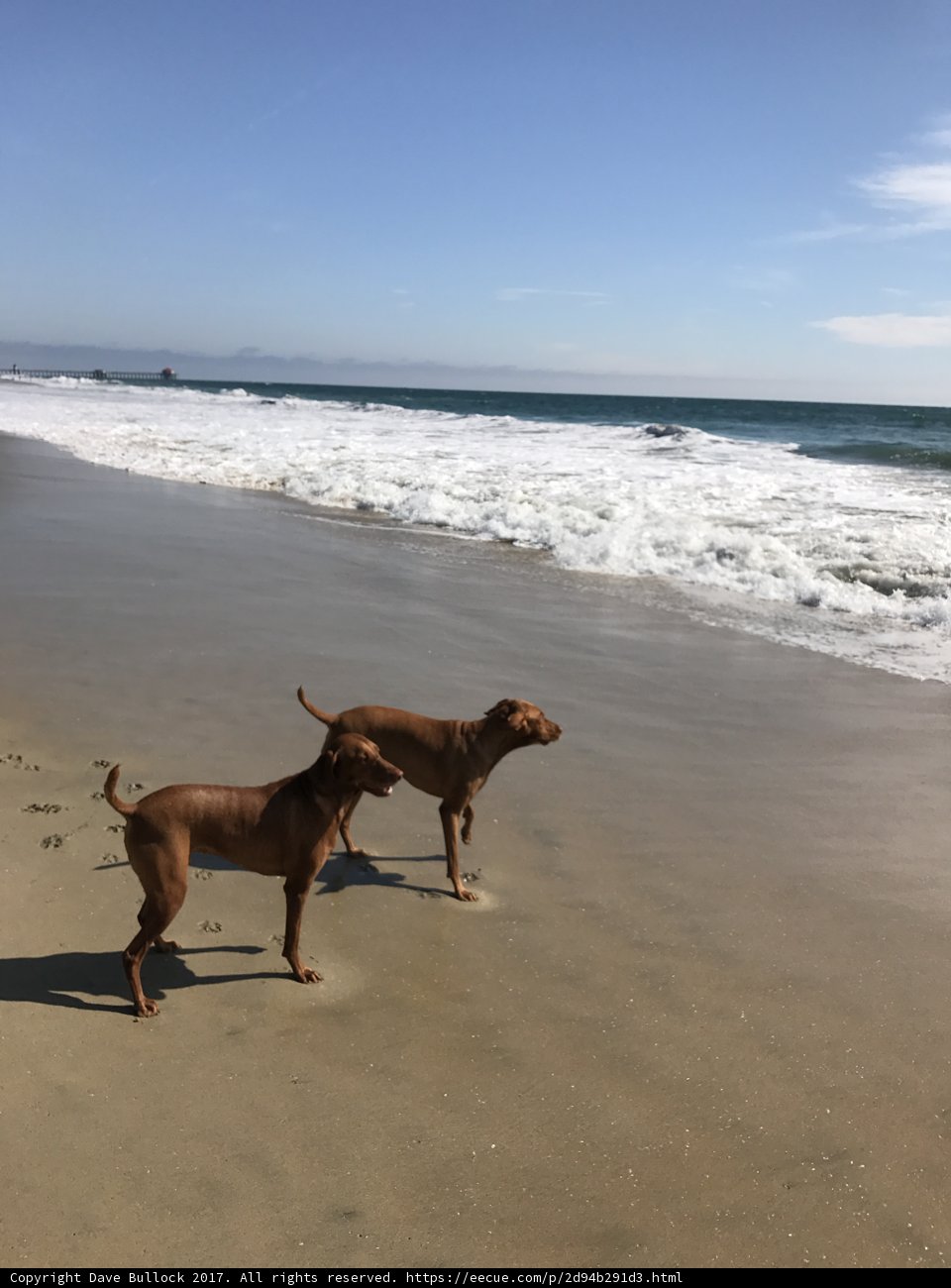 Beach Buddies