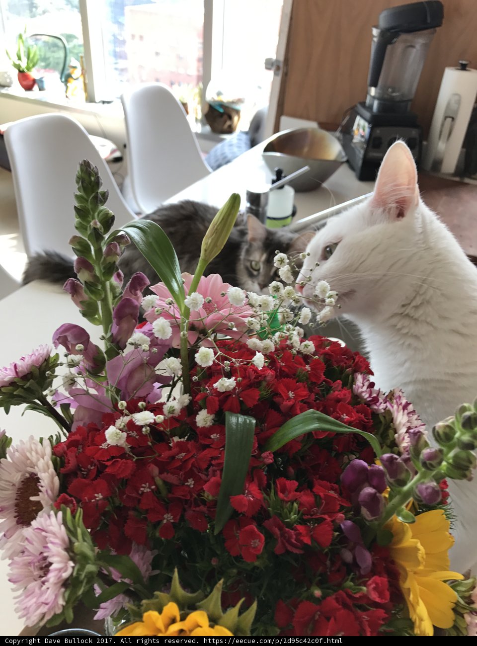 Feline Art Connoisseur