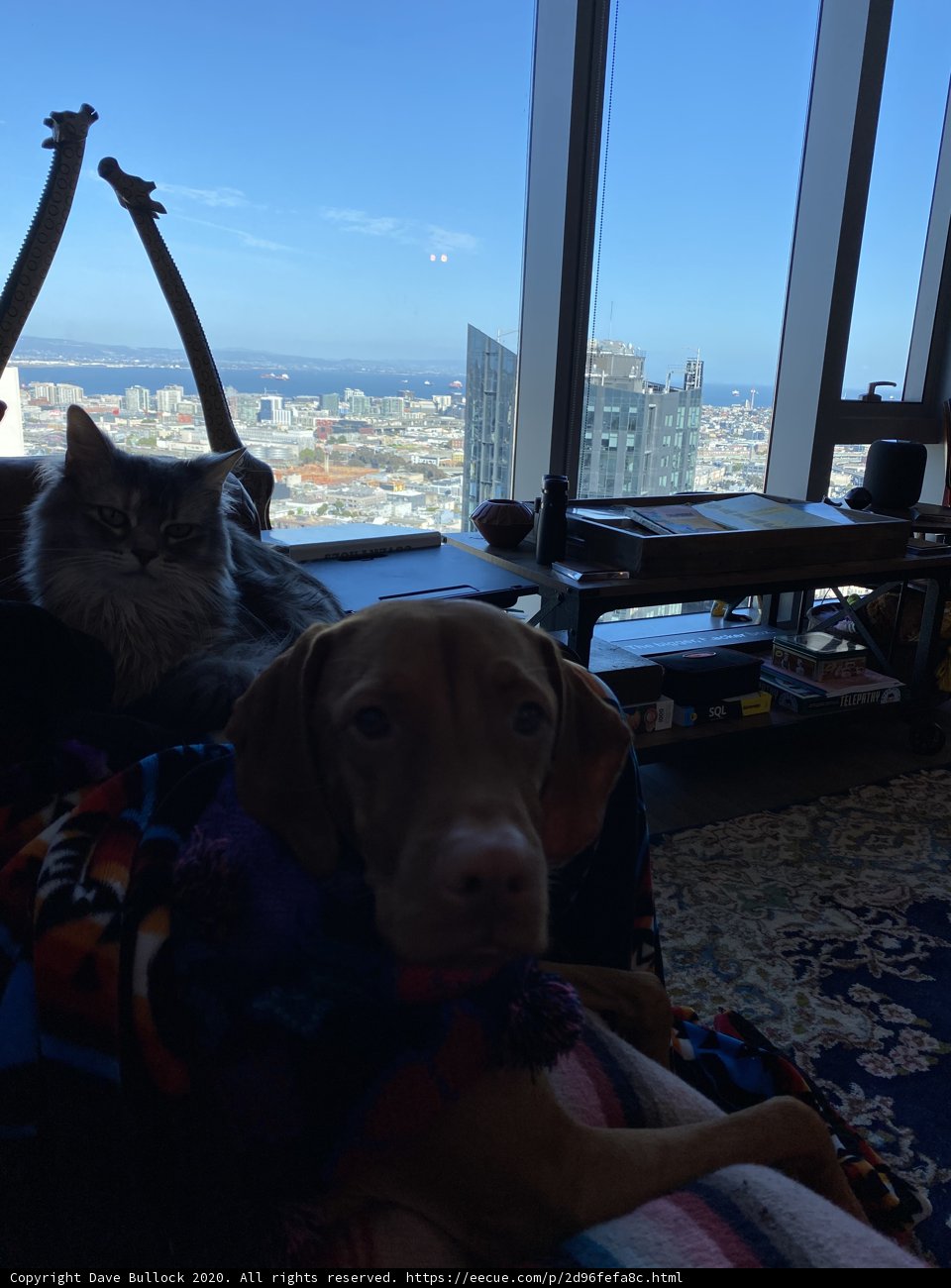 Companions on the Couch