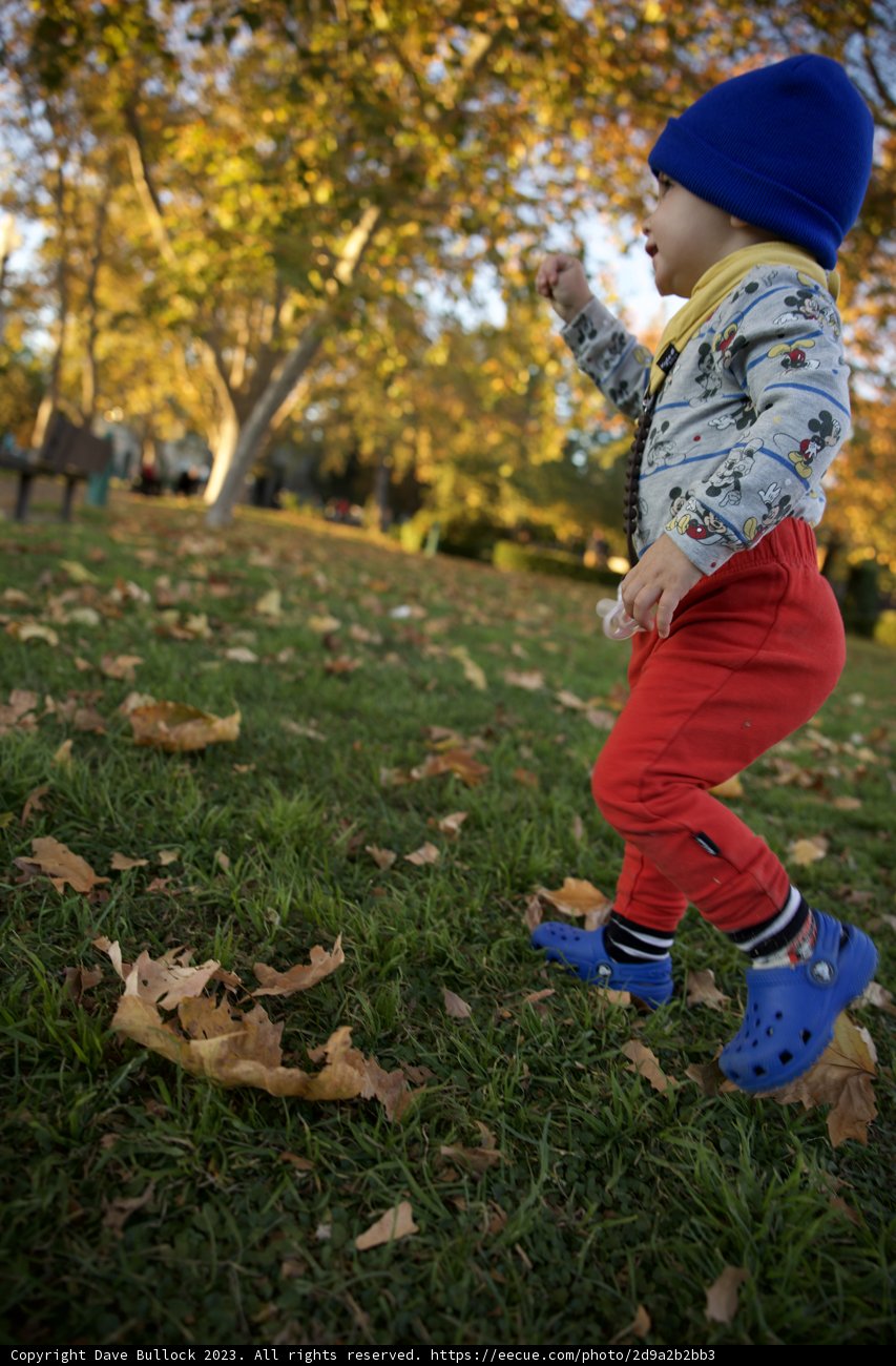 Autumn Frolic in Sonoma