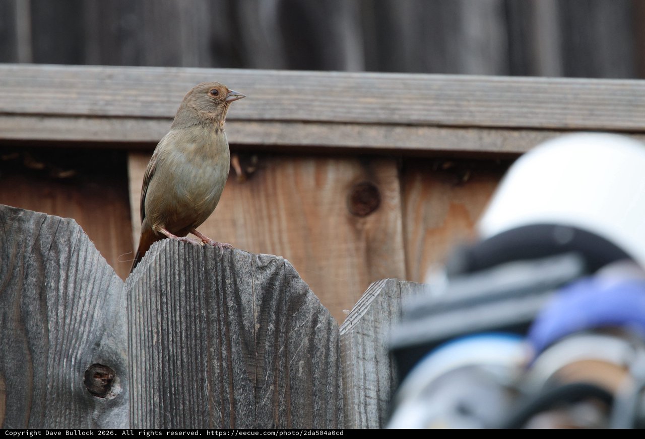 Small Brown Bird Perched on Weathered Wooden Fence