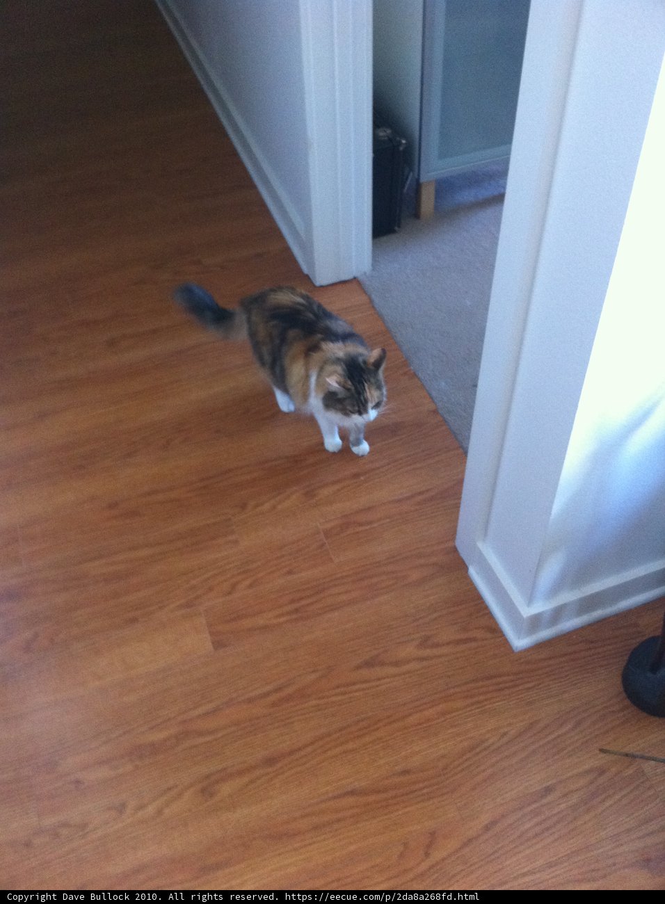 The Feline Explorer