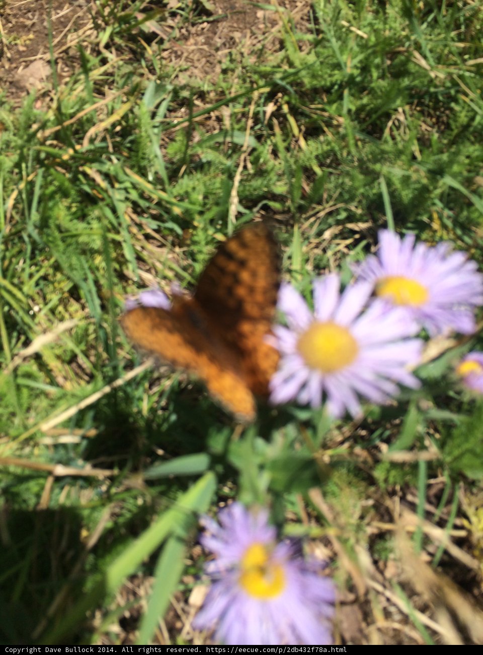Monarch Butterfly on Purple Daisy