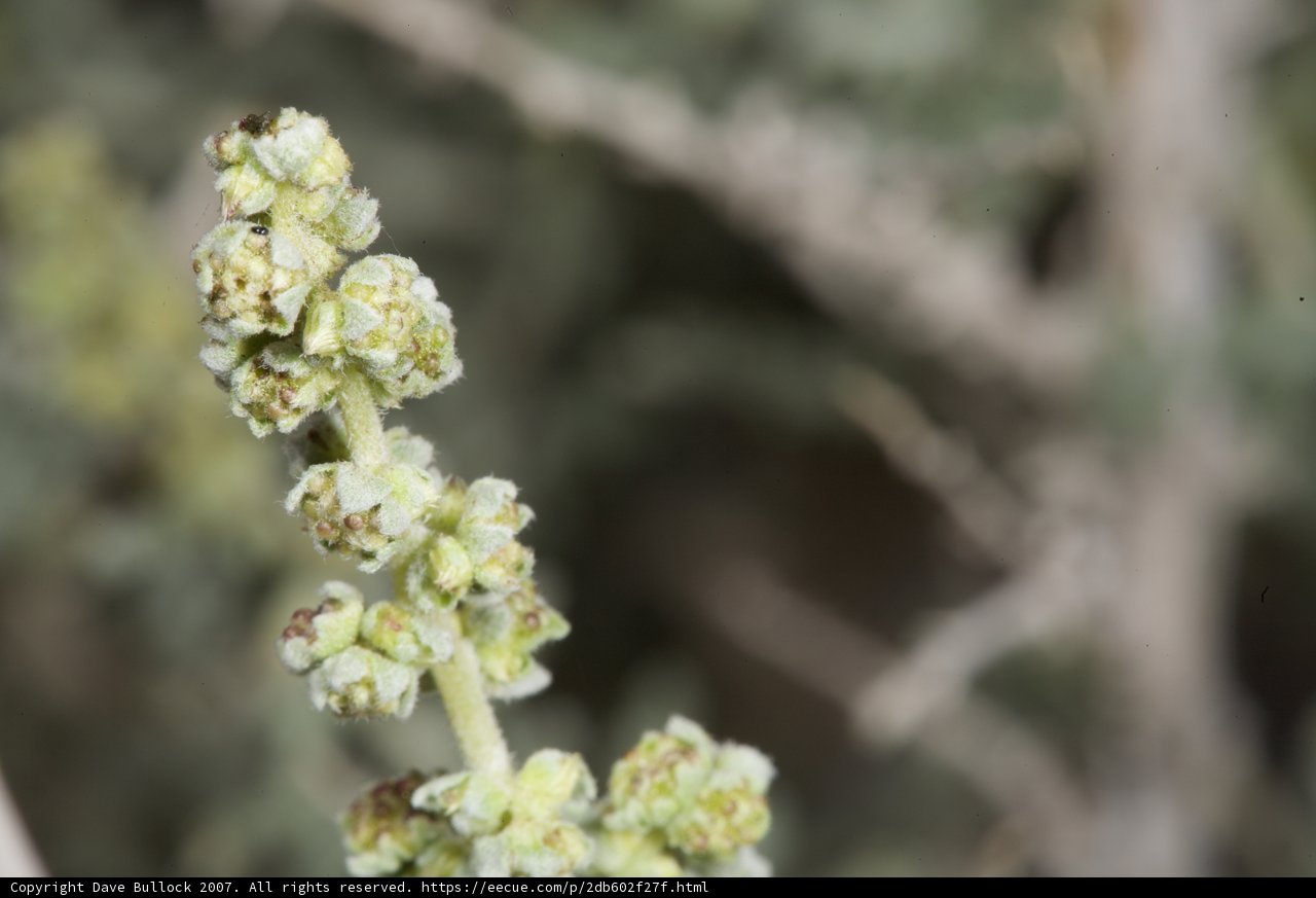 Desert Snapdragon