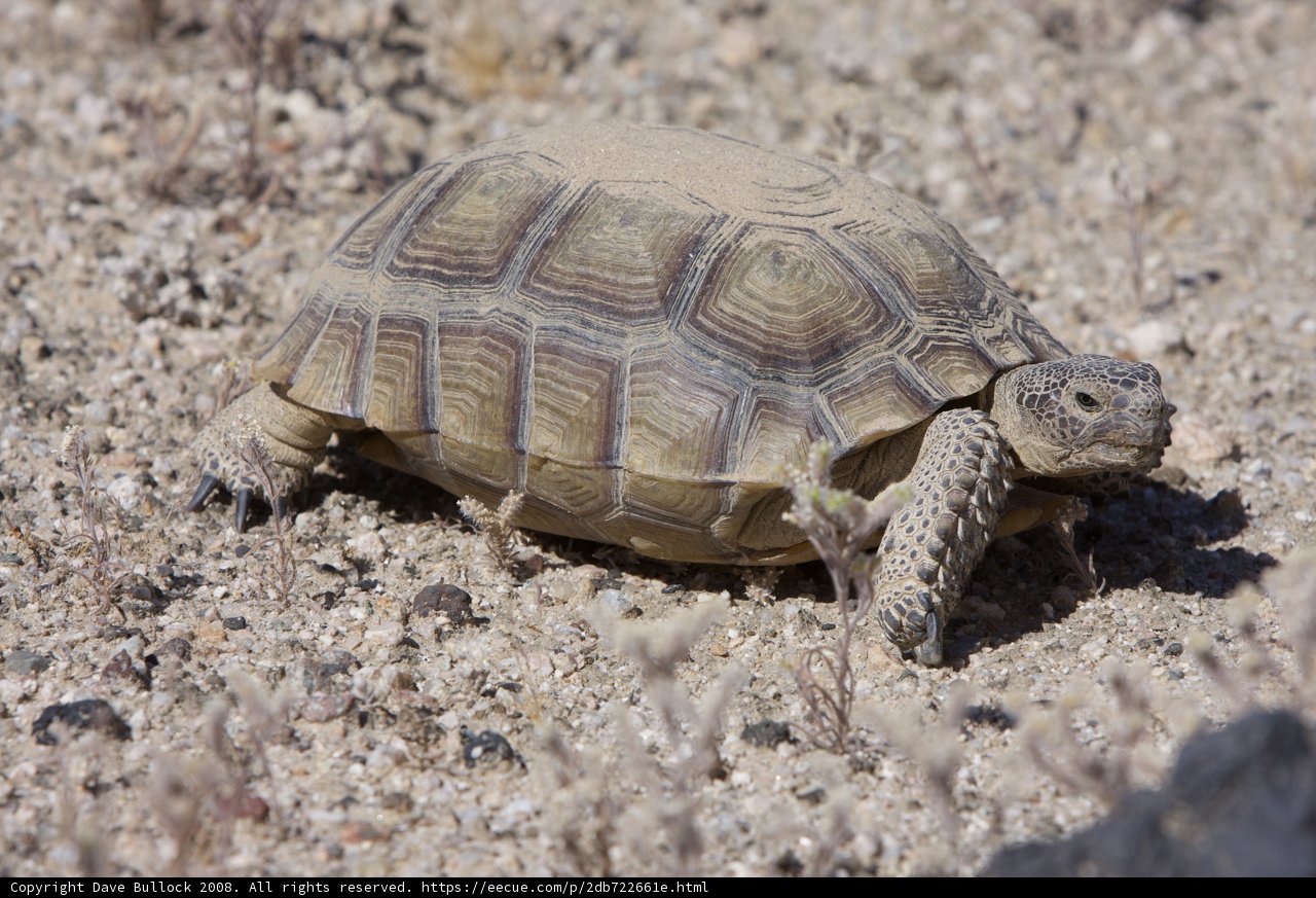 A Desert Dweller in Motion