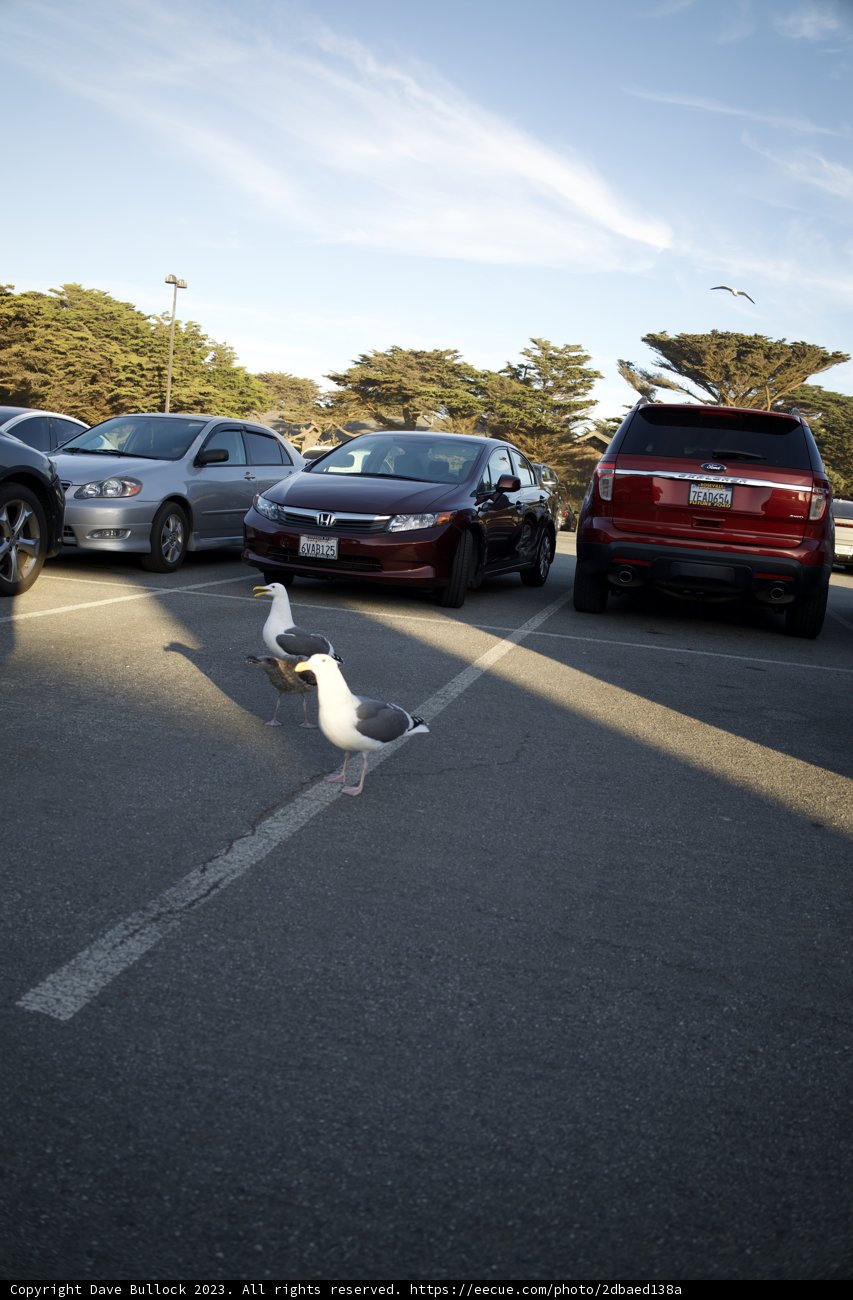 Canine Crossing: A Stroll Through the Streets