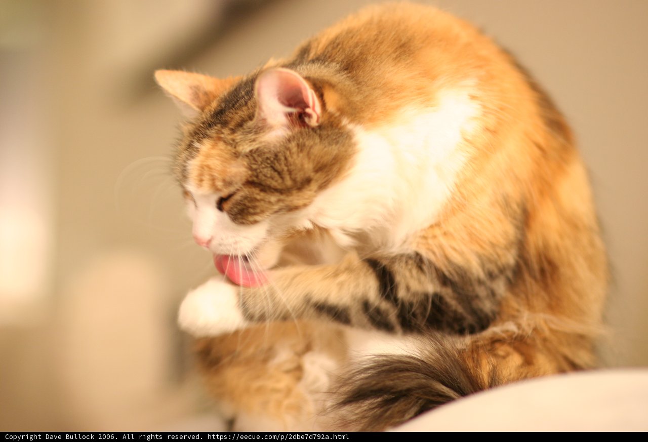 Self-Grooming