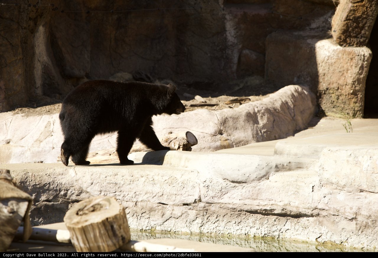 A Stroll in San Francisco: The Black Bear Edition