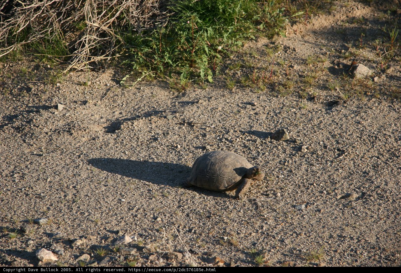 Tiny Turtle Trek