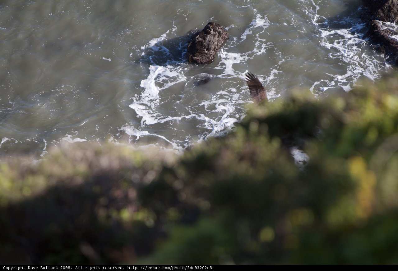 Seal's Serenade