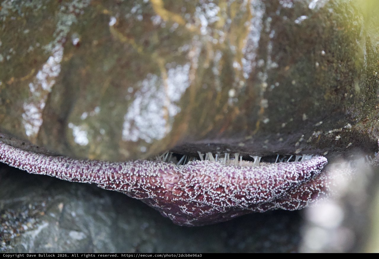 Sea Star Feeding on Mussel at Tide Pool